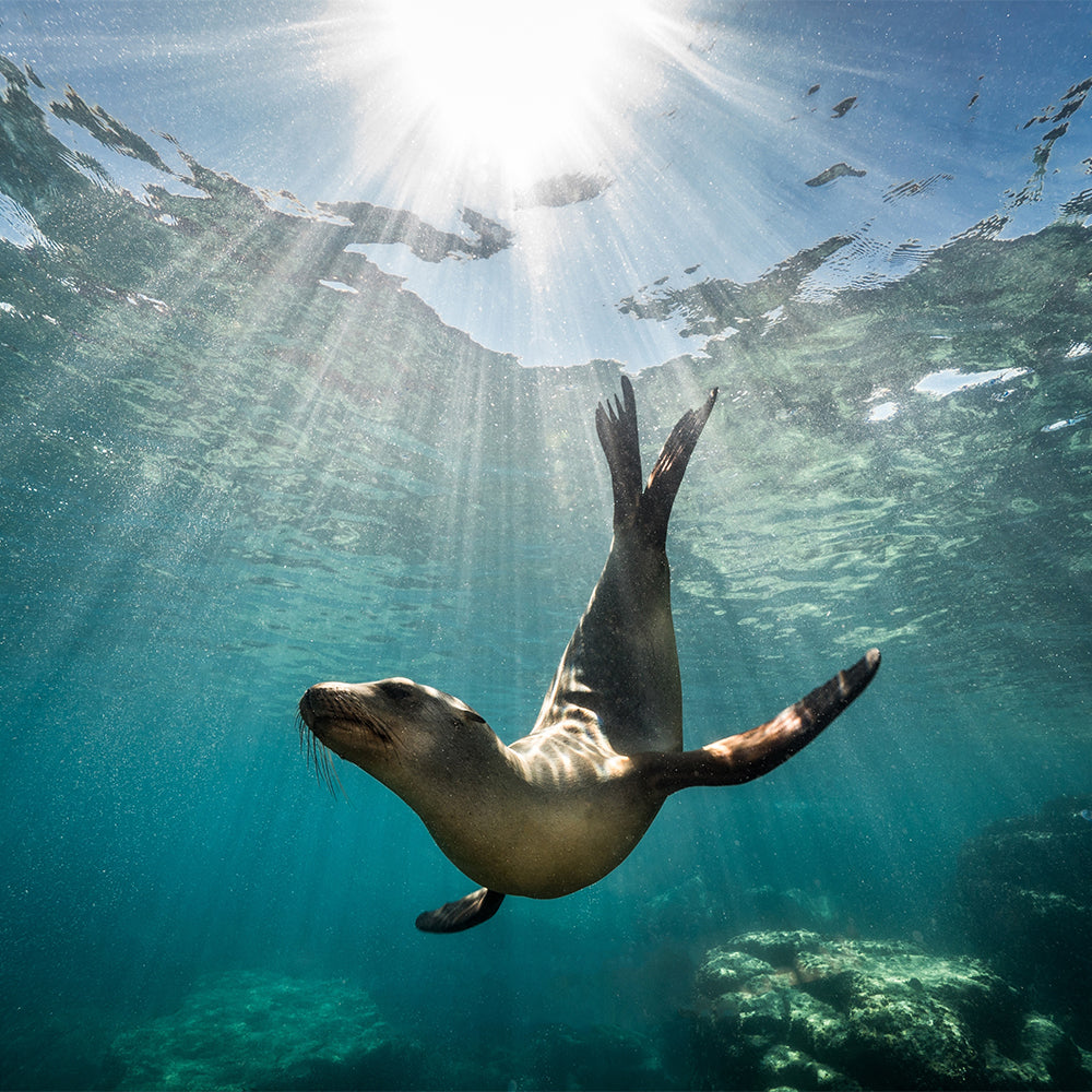 Save Seals & Other Marine Life From Ocean Trash and Pollution