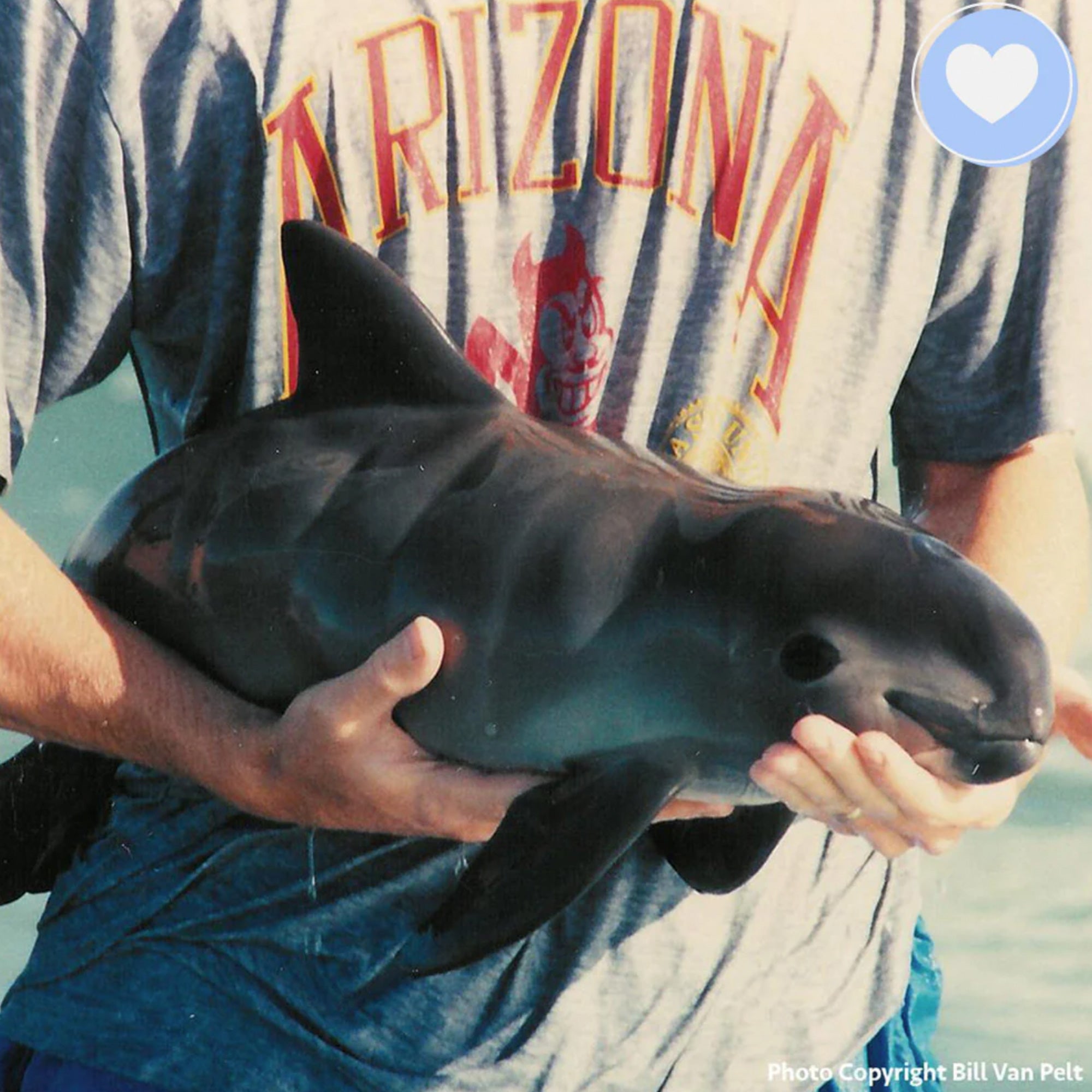 Rescue Critically Endangered Porpoises From Fishing Net Entanglements