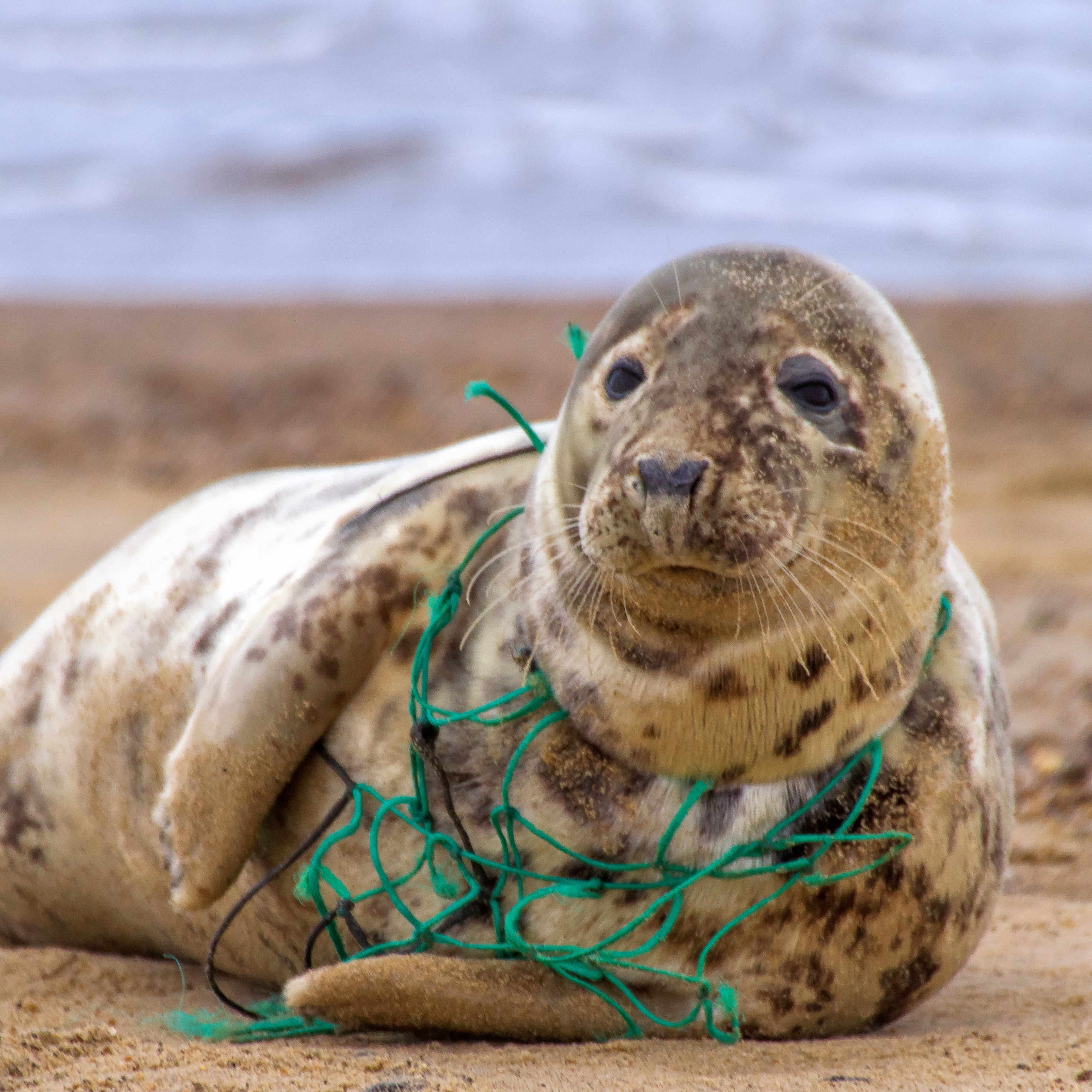 Save Seals & Other Marine Life From Ocean Trash and Pollution