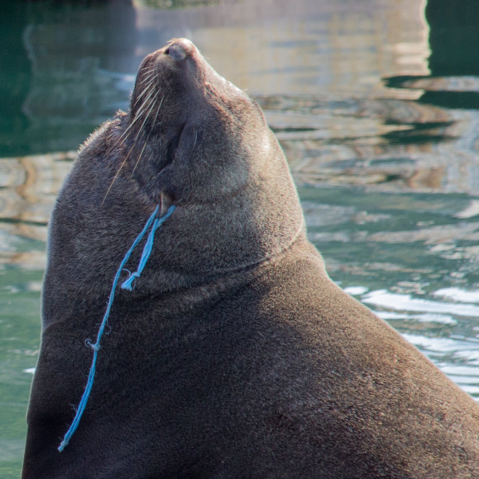 Save Seals & Other Marine Life From Ocean Trash and Pollution