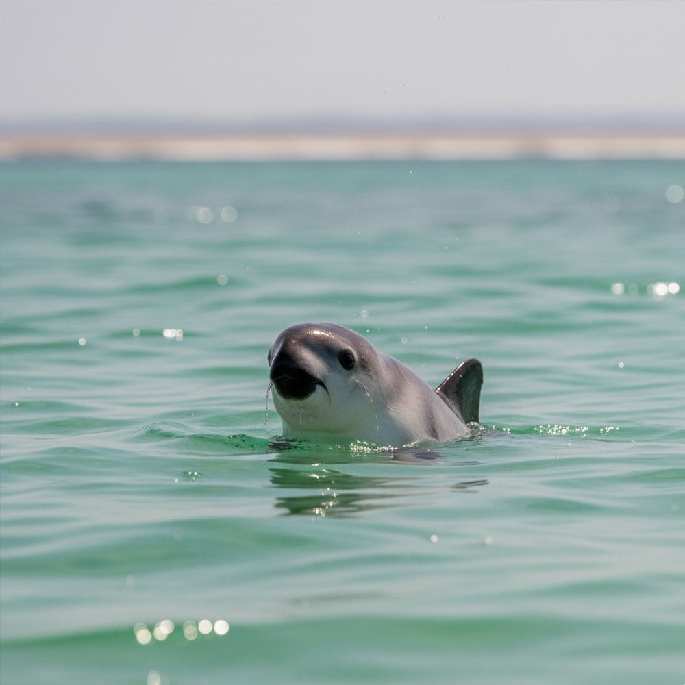 Rescue Critically Endangered Porpoises From Fishing Net Entanglements