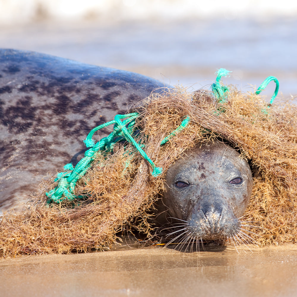 Save Seals & Other Marine Life From Ocean Trash and Pollution