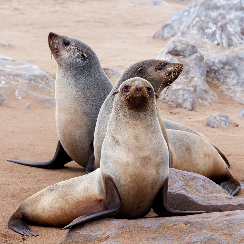 Save Seals & Other Marine Life From Ocean Trash and Pollution