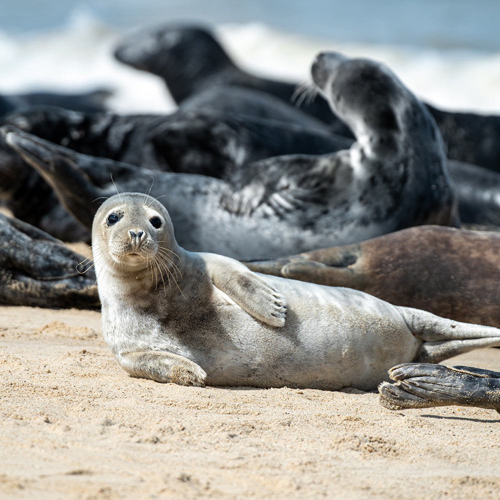 Save Seals & Other Marine Life From Ocean Trash and Pollution