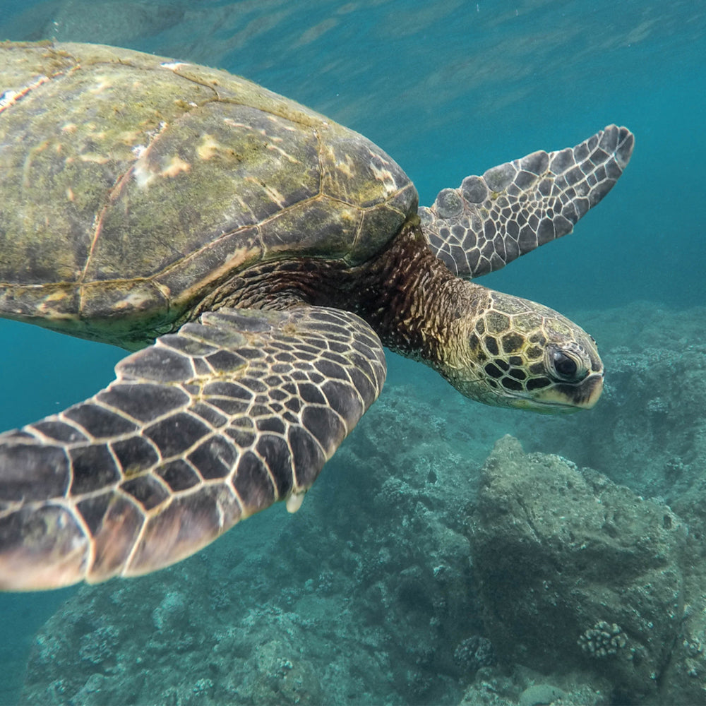 Project Peril: Save the Sea Turtle