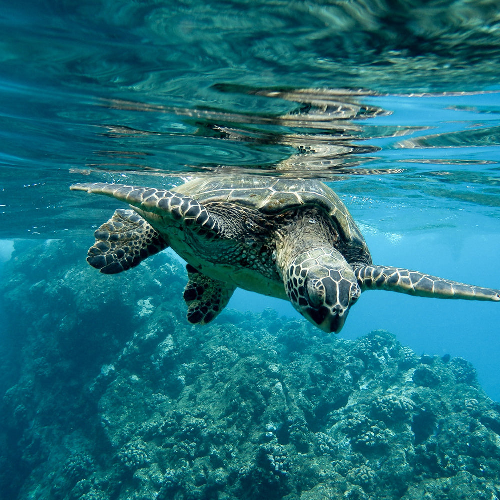 Project Peril: Save the Sea Turtle