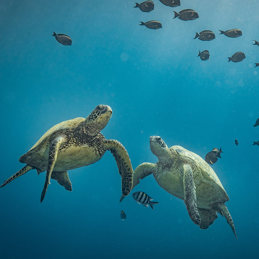 Project Peril: Save the Sea Turtle