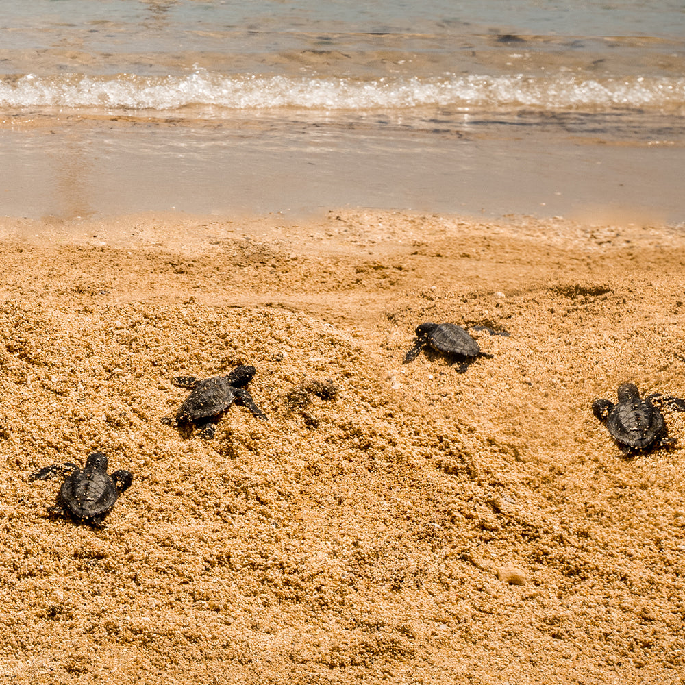 Project Peril: Save the Sea Turtle