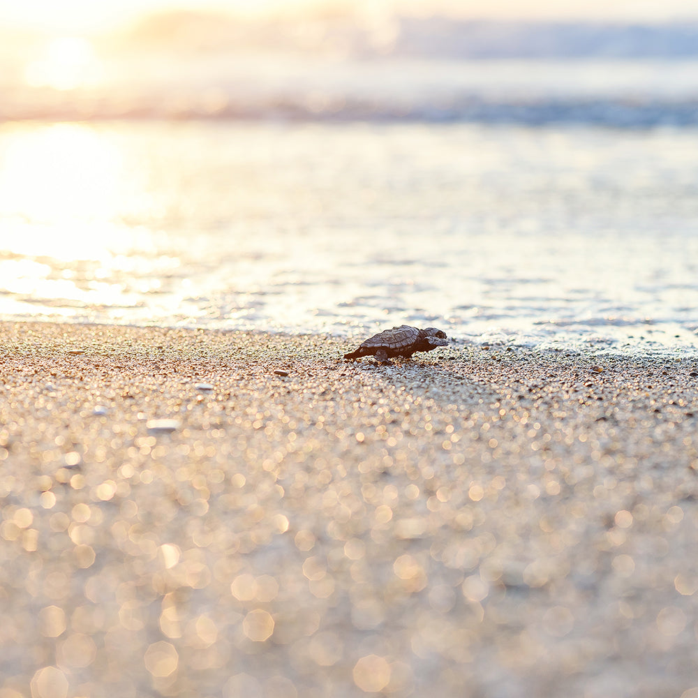 Project Peril: Save the Sea Turtle