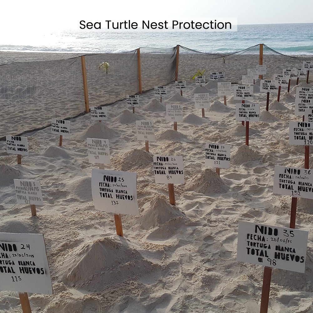Project Peril: Save the Sea Turtle