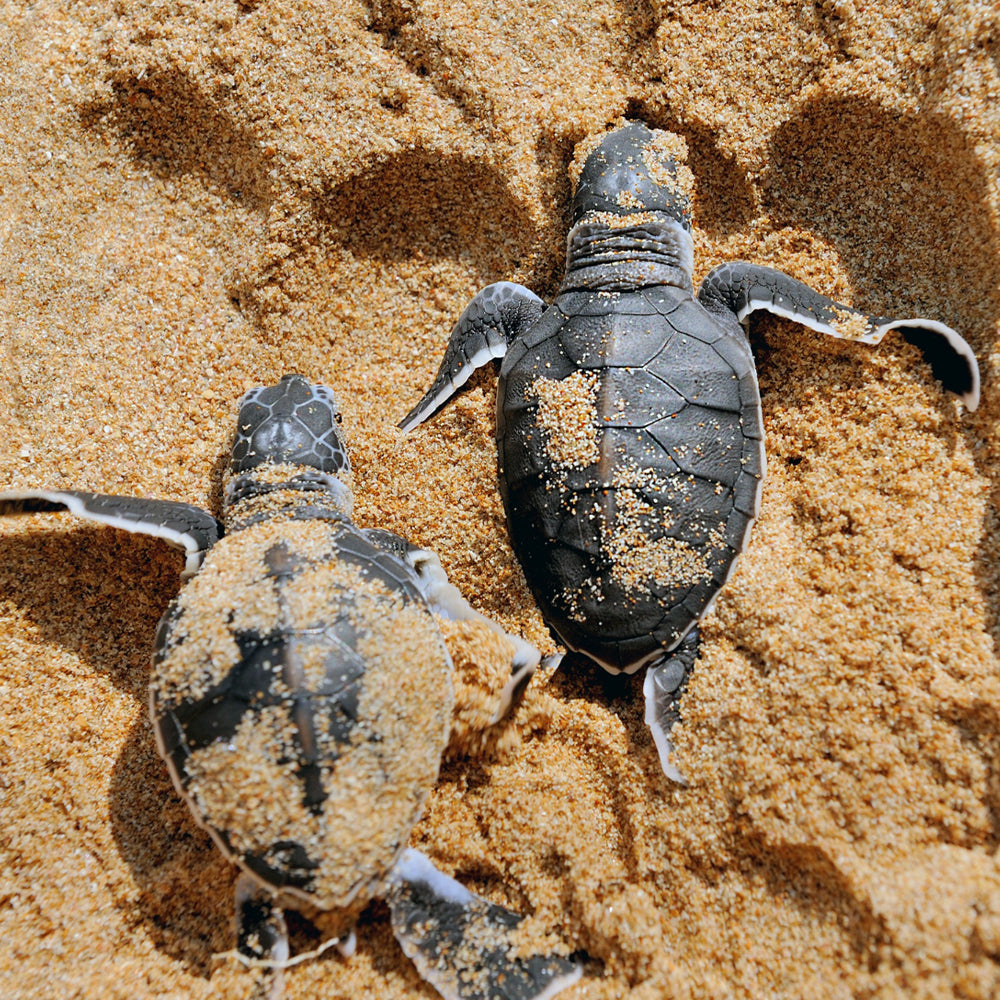 Project Peril: Save the Sea Turtle