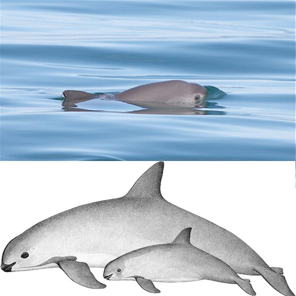 Rescue Critically Endangered Porpoises From Fishing Net Entanglements